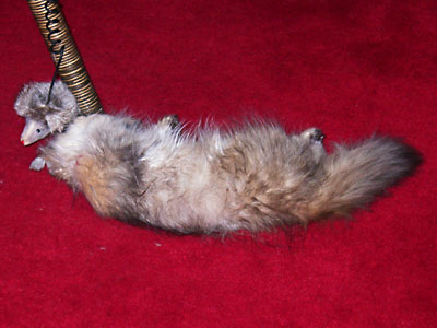 猫, チンチラ・ゴールデン, 来夢, 来喜