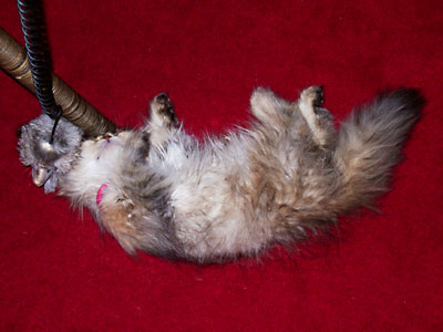 猫, チンチラ・ゴールデン, 来夢, 来喜