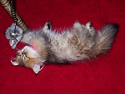 猫, チンチラ・ゴールデン, 来夢, 来喜