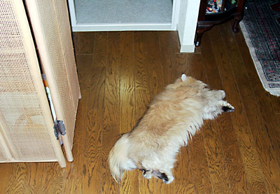 猫, チンチラ・ゴールデン, 来夢, 来喜