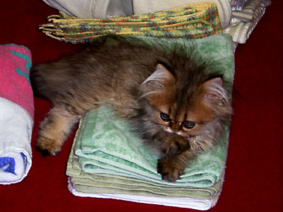 猫, チンチラ・ゴールデン, 来夢, 来喜