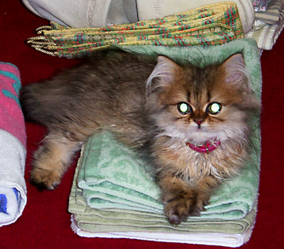 猫, チンチラ・ゴールデン, 来夢, 来喜