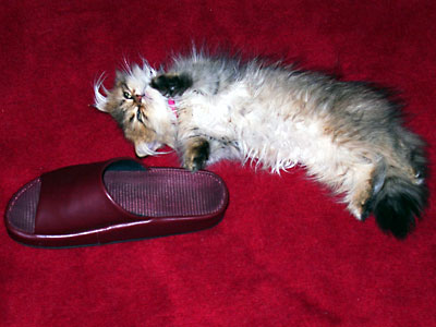 猫, チンチラ・ゴールデン, 来夢, 来喜