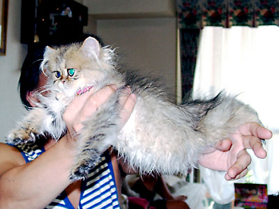 猫, チンチラ・ゴールデン, 来夢, 来喜