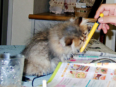 猫, チンチラ・ゴールデン, 来夢, 来喜