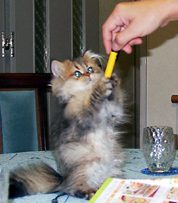 猫, チンチラ・ゴールデン, 来夢, 来喜