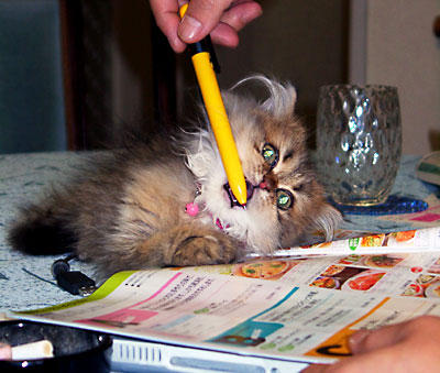 猫, チンチラ・ゴールデン, 来夢, 来喜