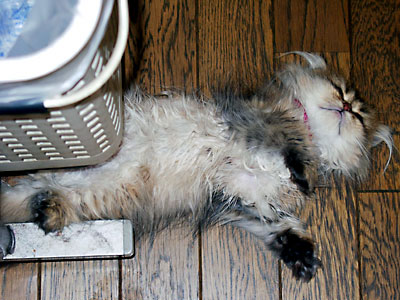 猫, チンチラ・ゴールデン, 来夢, 来喜