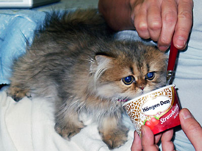 猫, チンチラ・ゴールデン, 来夢, 来喜