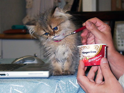 猫, チンチラ・ゴールデン, 来夢, 来喜