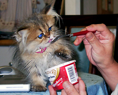 猫, チンチラ・ゴールデン, 来夢, 来喜