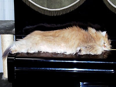 猫, チンチラ・ゴールデン, 来夢, 来喜