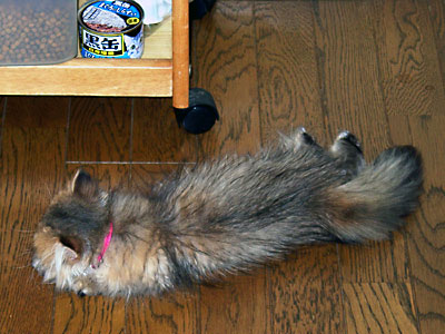 猫, チンチラ・ゴールデン, 来夢, 来喜