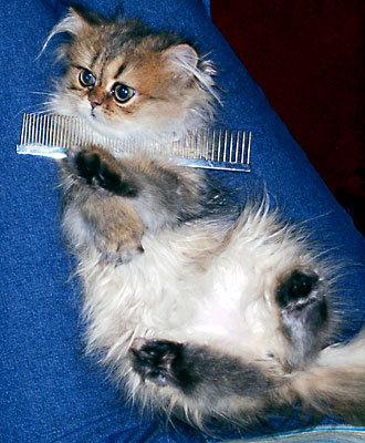 猫, チンチラ・ゴールデン, 来夢, 来喜