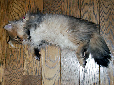 猫, チンチラ・ゴールデン, 来夢, 来喜