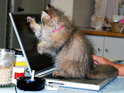 猫, チンチラ・ゴールデン, 来夢, 来喜