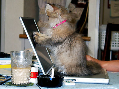 猫, チンチラ・ゴールデン, 来夢, 来喜