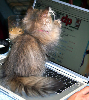 猫, チンチラ・ゴールデン, 来夢, 来喜