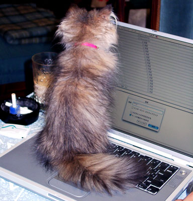 猫, チンチラ・ゴールデン, 来夢, 来喜