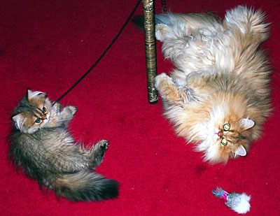 猫, チンチラ・ゴールデン, 来夢, 来喜