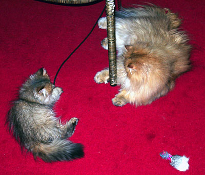 猫, チンチラ・ゴールデン, 来夢, 来喜