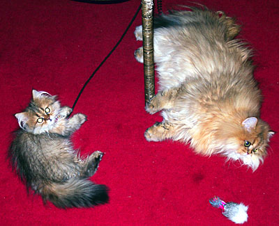 猫, チンチラ・ゴールデン, 来夢, 来喜