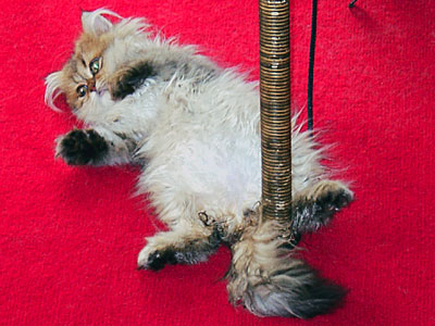 猫, チンチラ・ゴールデン, 来夢, 来喜