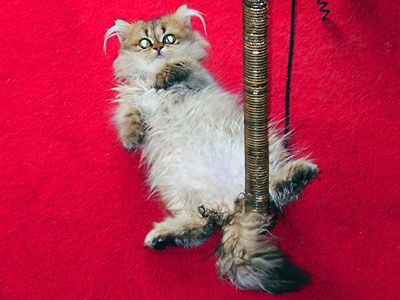 猫, チンチラ・ゴールデン, 来夢, 来喜