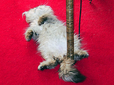 猫, チンチラ・ゴールデン, 来夢, 来喜