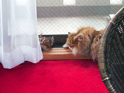 猫, チンチラ・ゴールデン, 来夢, 来喜