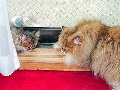 猫, チンチラ・ゴールデン, 来夢, 来喜