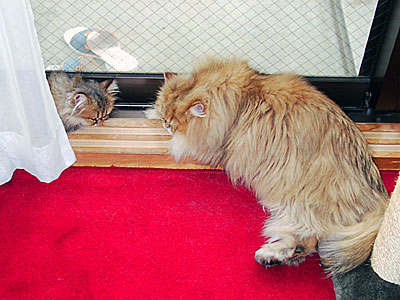 猫, チンチラ・ゴールデン, 来夢, 来喜