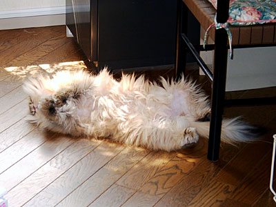 猫, チンチラ・ゴールデン, 来夢, 来喜