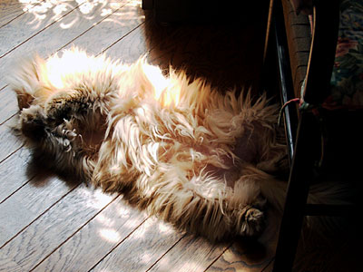 猫, チンチラ・ゴールデン, 来夢, 来喜