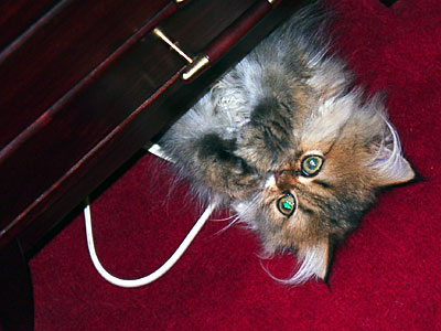 猫, チンチラ・ゴールデン, 来夢, 来喜