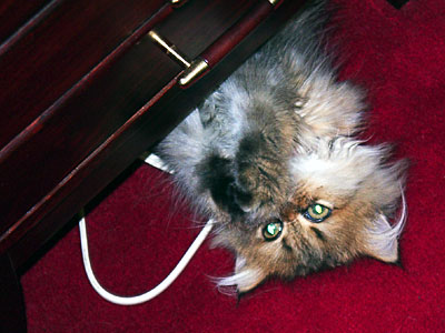 猫, チンチラ・ゴールデン, 来夢, 来喜