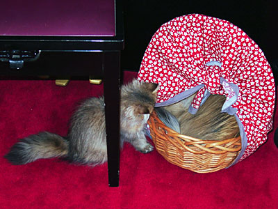 猫, チンチラ・ゴールデン, 来夢, 来喜