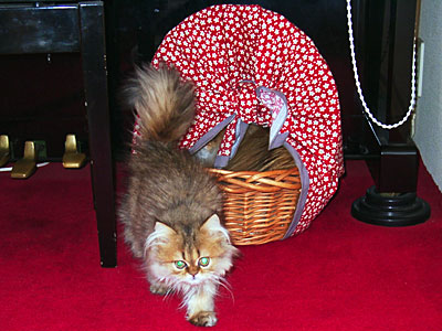 猫, チンチラ・ゴールデン, 来夢, 来喜