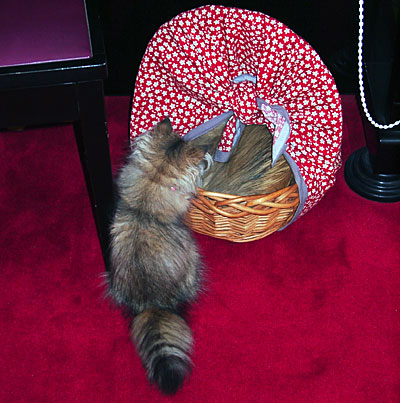 猫, チンチラ・ゴールデン, 来夢, 来喜