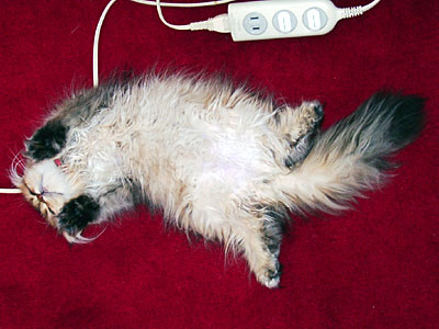 猫, チンチラ・ゴールデン, 来夢, 来喜