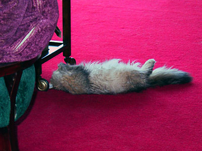 猫, チンチラ・ゴールデン, 来夢, 来喜