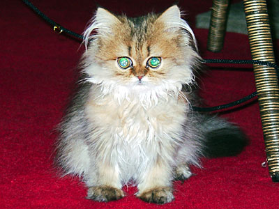 猫, チンチラ・ゴールデン, 来夢, 来喜
