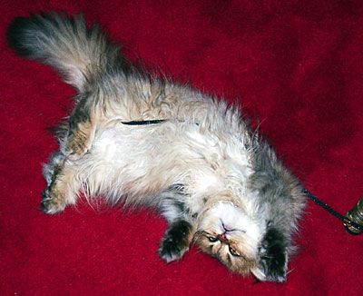 猫, チンチラ・ゴールデン, 来夢, 来喜