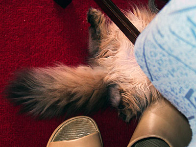 猫, チンチラ・ゴールデン, 来夢, 来喜