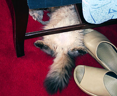 猫, チンチラ・ゴールデン, 来夢, 来喜