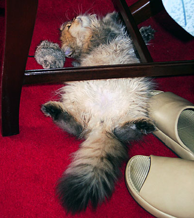 猫, チンチラ・ゴールデン, 来夢, 来喜