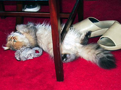 猫, チンチラ・ゴールデン, 来夢, 来喜