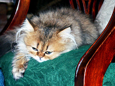 猫, チンチラ・ゴールデン, 来夢, 来喜