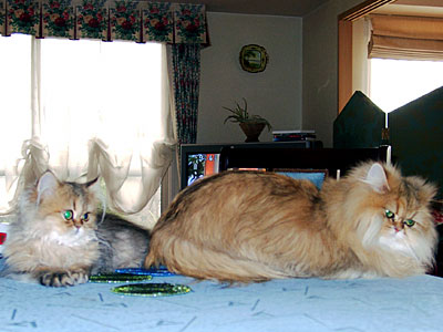 猫, チンチラ・ゴールデン, 来夢, 来喜