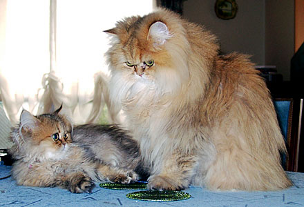 猫, チンチラ・ゴールデン, 来夢, 来喜